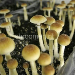 Спори грибів Tasmanian - Psilocybe Cubensis