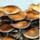 Спори грибів Lipa Yai (Thai) - Psilocybe Сubensis