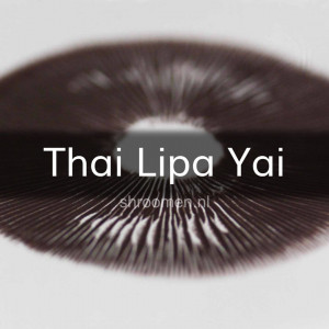 Спори грибів Lipa Yai (Thai) - Psilocybe Сubensis