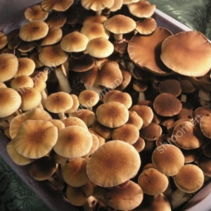 Жидкий мицелий Lipa Yai (Thai) - Psilocybe Сubensis