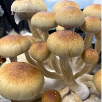 Спори грибів Z-strain — Psilocybe Cubensis