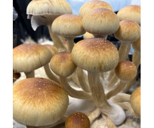 Споры грибов Z-strain — Psilocybe Cubensis