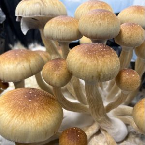 Споры грибов Z-strain — Psilocybe Cubensis