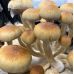 СПОРЫ ГРИБОВ Z-STRAIN PSILOCYBE CUBENSIS