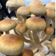 Спори грибів Z-strain — Psilocybe Cubensis