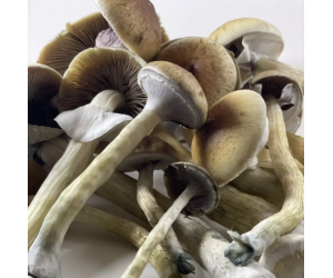 Споры грибов Z-strain — Psilocybe Cubensis