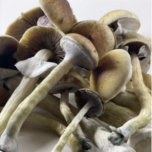 Споры грибов Z-strain — Psilocybe Cubensis