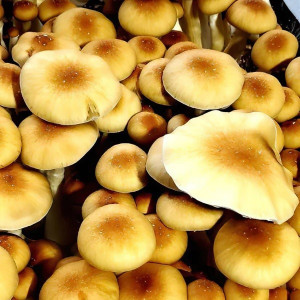 Жидкий мицелий Z-strain - Psilocybe Cubensis