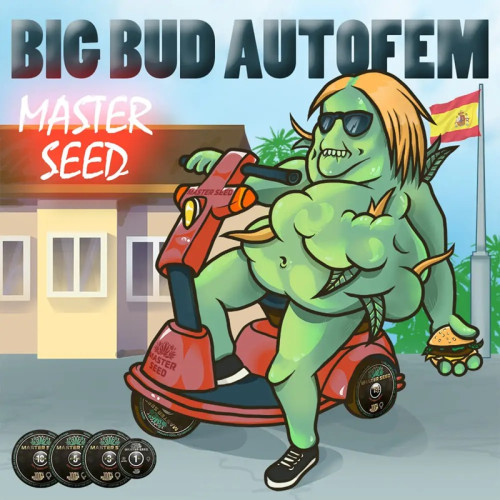 BIG BUD AUTOFEM — АВТОКВІТУЧИЙ СОРТ З ВИСОКОЮ УРОЖАЙНІСТЮ