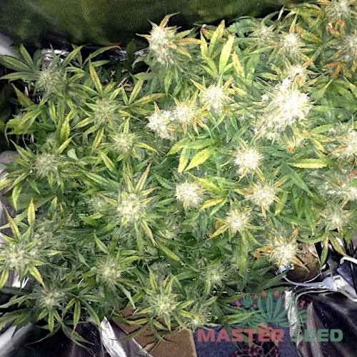 BIG BUD AUTOFEM — АВТОКВІТУЧИЙ СОРТ З ВИСОКОЮ УРОЖАЙНІСТЮ