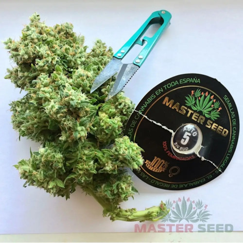 BIG BUD AUTOFEM — АВТОКВІТУЧИЙ СОРТ З ВИСОКОЮ УРОЖАЙНІСТЮ