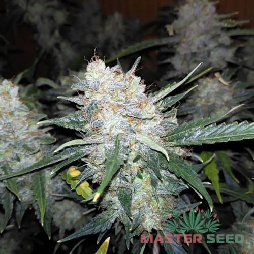BIG BUD AUTOFEM — АВТОКВІТУЧИЙ СОРТ З ВИСОКОЮ УРОЖАЙНІСТЮ