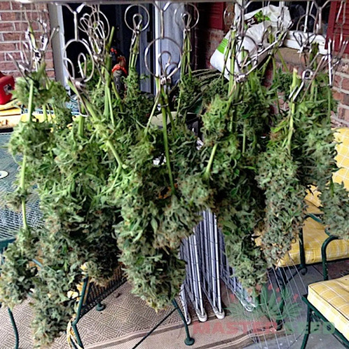 BIG BUD AUTOFEM — АВТОКВІТУЧИЙ СОРТ З ВИСОКОЮ УРОЖАЙНІСТЮ