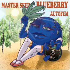 Blueberry Autofem