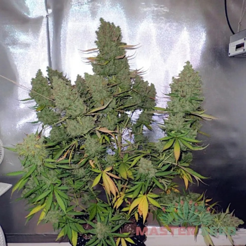 BLUEBERRY AUTOFEM — АВТОЦВІТНИЙ СОРТ З ЯГОДНИМ АРОМАТОМ