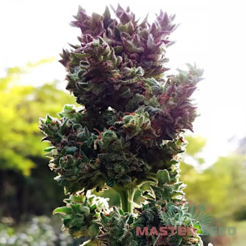 BLUEBERRY AUTOFEM — АВТОЦВІТНИЙ СОРТ З ЯГОДНИМ АРОМАТОМ