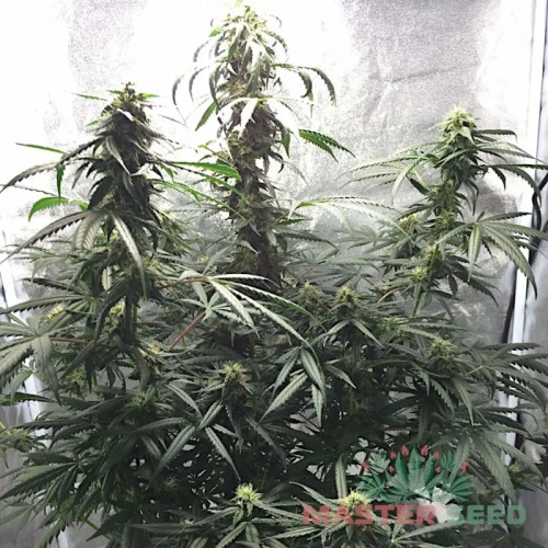 BLUEBERRY AUTOFEM — АВТОЦВІТНИЙ СОРТ З ЯГОДНИМ АРОМАТОМ