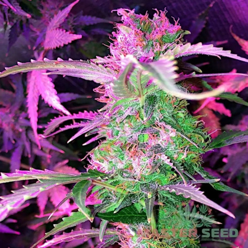 LOWRYDER #2 AUTOFEM — КОМПАКТНИЙ АВТОКВІТУЧИЙ СОРТ