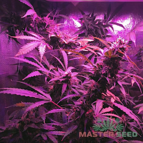 LOWRYDER #2 AUTOFEM — КОМПАКТНИЙ АВТОКВІТУЧИЙ СОРТ