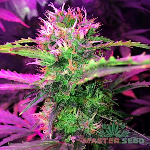 LOWRYDER #2 AUTOFEM — КОМПАКТНИЙ АВТОКВІТУЧИЙ СОРТ