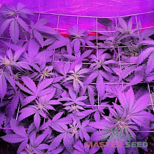 LOWRYDER #2 AUTOFEM — КОМПАКТНИЙ АВТОКВІТУЧИЙ СОРТ